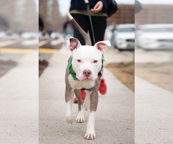 Medium Photo #4 Mutt Puppy For Sale in Alexandria, VA, USA