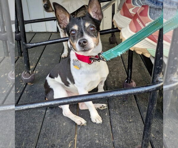Medium Photo #2 Rat Terrier Puppy For Sale in Atlanta, GA, USA