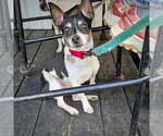 Small #1 Rat Terrier