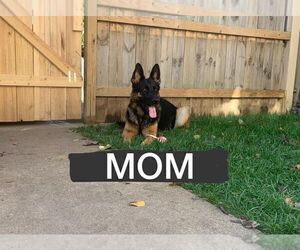 Mother of the German Shepherd Dog puppies born on 11/20/2021