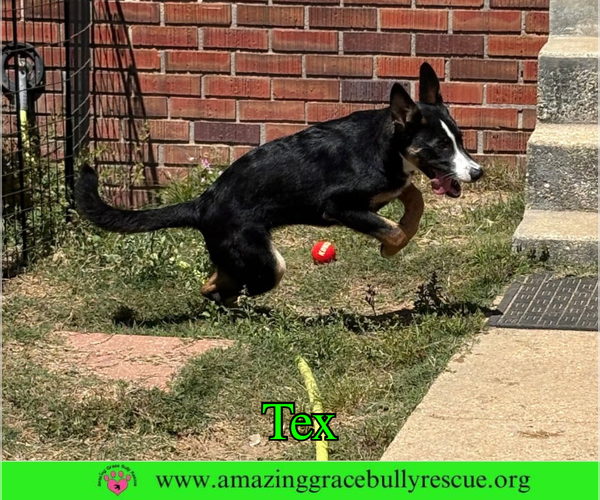 Medium Photo #5 Bernese Mountain Dog-Unknown Mix Puppy For Sale in Milton, FL, USA