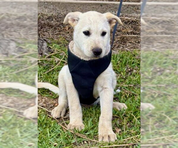 Medium Photo #13 German Shepherd Dog-Unknown Mix Puppy For Sale in San Diego, CA, USA