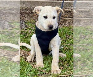 GURU - Male German Shepherd Dog-Unknown Mix Dog for Adoption - Photo #13