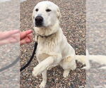 Small #5 Akbash-Great Pyrenees Mix