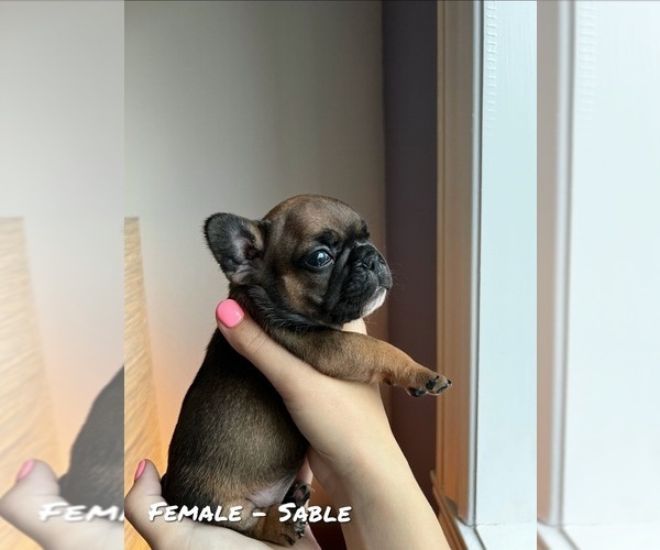 Medium Photo #5 French Bulldog Puppy For Sale in North York, Ontario, Canada