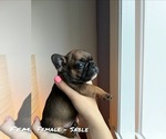 Small Photo #5 French Bulldog Puppy For Sale in North York, Ontario, Canada