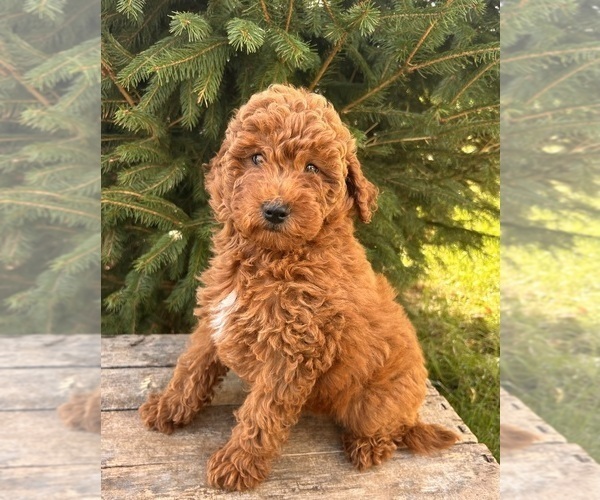 Medium Photo #4 Goldendoodle (Miniature) Puppy For Sale in MIDDLEBURY, IN, USA