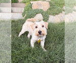 Small #8 Poodle (Miniature) Mix