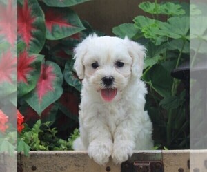 Bichon Frise-Cavachon Mix Puppy for sale in BIRD IN HAND, PA, USA