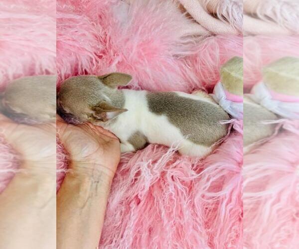 Medium Photo #3 Chihuahua Puppy For Sale in BOSTON, MA, USA