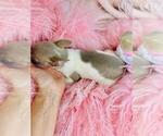 Small #2 Chihuahua