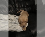 Small Photo #10 Labrador Retriever Puppy For Sale in RANTOUL, IL, USA