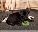 Small Photo #9 Labrador Retriever Puppy For Sale in SHREWSBURY, MA, USA