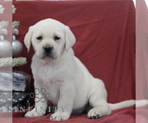 Labrador Retriever Puppy for sale in BLAIN, PA, USA