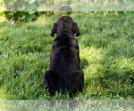 Small Photo #21 Cane Corso Puppy For Sale in WAKARUSA, IN, USA