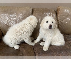Great Pyrenees Puppy for sale in BLACK FOREST, CO, USA