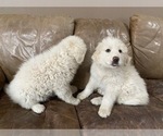 Small Photo #1 Great Pyrenees Puppy For Sale in BLACK FOREST, CO, USA