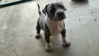 American Pit Bull Terrier Puppy for sale in POMONA, CA, USA
