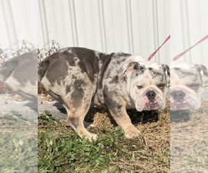 Father of the Bulldog puppies born on 03/30/2023