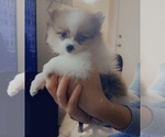 Small Photo #6 Pomeranian Puppy For Sale in CORONA, CA, USA