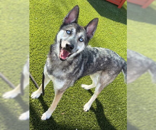 Medium Photo #2 Gerberian Shepsky Puppy For Sale in Baytown, TX, USA