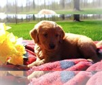 Small Photo #2 Golden Retriever Puppy For Sale in LUBLIN, WI, USA