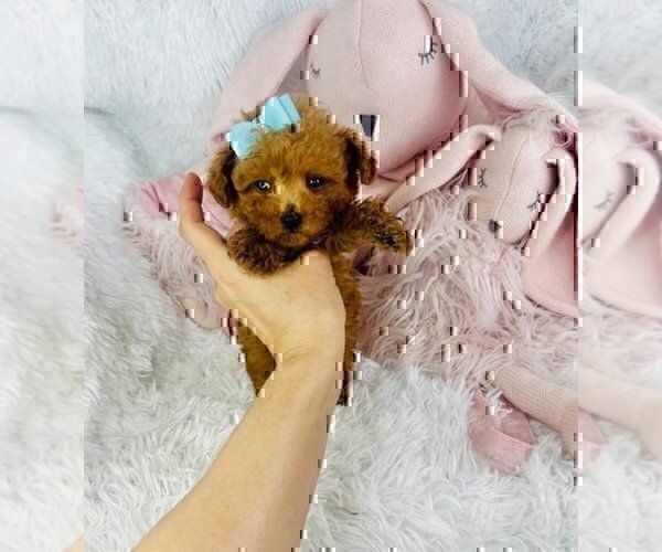 Medium Photo #23 Maltipoo Puppy For Sale in MIAMI BEACH, FL, USA