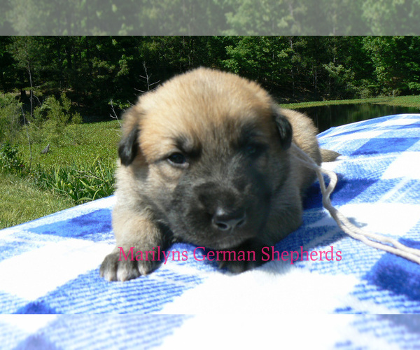 Medium Photo #6 German Shepherd Dog Puppy For Sale in PIEDMONT, MO, USA