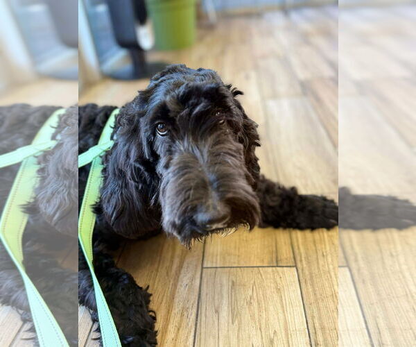 Medium Photo #4 Labrador Retriever-Unknown Mix Puppy For Sale in Valrico, FL, USA