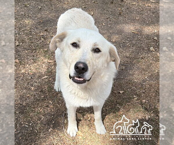 Medium Photo #1 German Shepherd Dog-Great Pyrenees Mix Puppy For Sale in Irvine, CA, USA