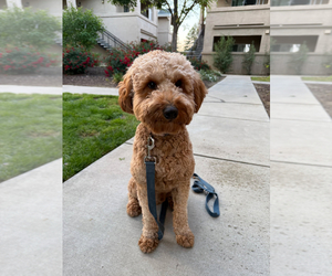 Father of the Goldendoodle puppies born on 04/02/2025