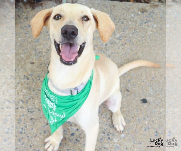 Medium Photo #4 Labrador Retriever-Retriever  Mix Puppy For Sale in Washington, DC, USA