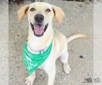 Small #3 Labrador Retriever-Retriever  Mix