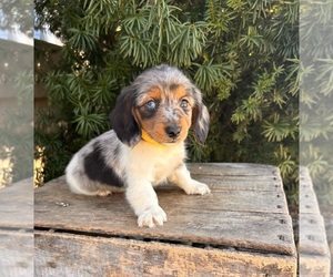 Dachshund Puppy for sale in MIDDLEBURY, IN, USA