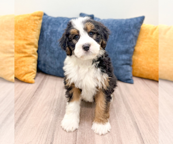 Medium Photo #5 Bernedoodle (Miniature) Puppy For Sale in DUNDEE, OH, USA