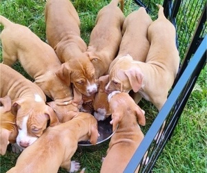 American Pit Bull Terrier Puppy for sale in VIRGINIA BEACH, VA, USA