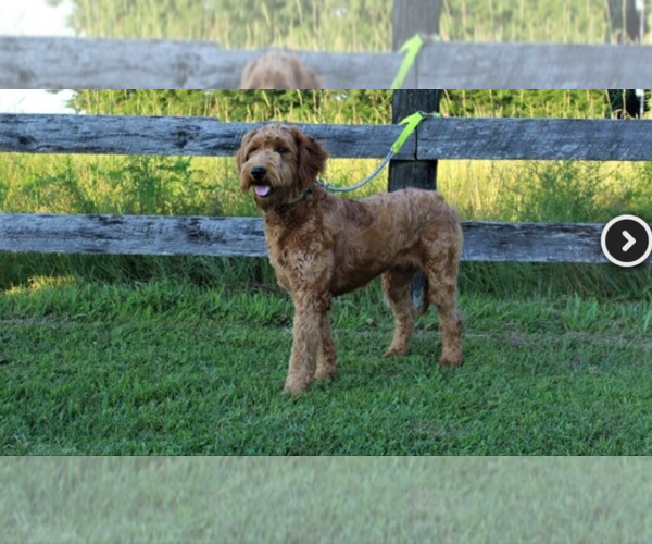 Medium Photo #1 Goldendoodle Puppy For Sale in NORTH VERNON, IN, USA