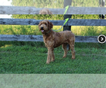 Small Photo #1 Goldendoodle Puppy For Sale in NORTH VERNON, IN, USA