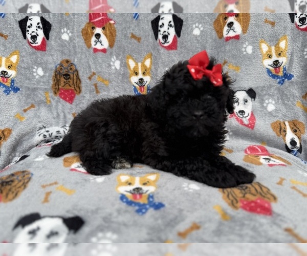 Medium Photo #3 Shih-Poo Puppy For Sale in LAKELAND, FL, USA