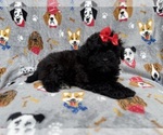 Small #2 Shih-Poo