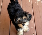 Small Photo #2 Morkie Puppy For Sale in YPSILANTI, MI, USA