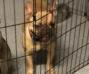 French Bulldog Puppy for sale in BAKERSFIELD, CA, USA