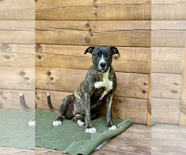 Medium Photo #7 Boxer-Unknown Mix Puppy For Sale in Holly Springs, NC, USA