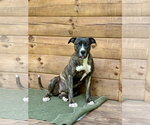 Small #6 Boxer Mix