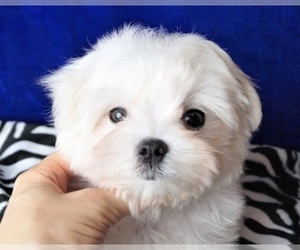 Maltese Puppy for sale in JACKSONVILLE, FL, USA