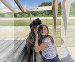 Small #3 Mastiff
