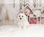 Small Photo #7 Bichon Frise Puppy For Sale in WARSAW, IN, USA