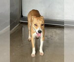 Small #1 German Shepherd Dog Mix