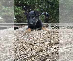 German Shepherd Dog Puppy for Sale in LATTA, South Carolina USA