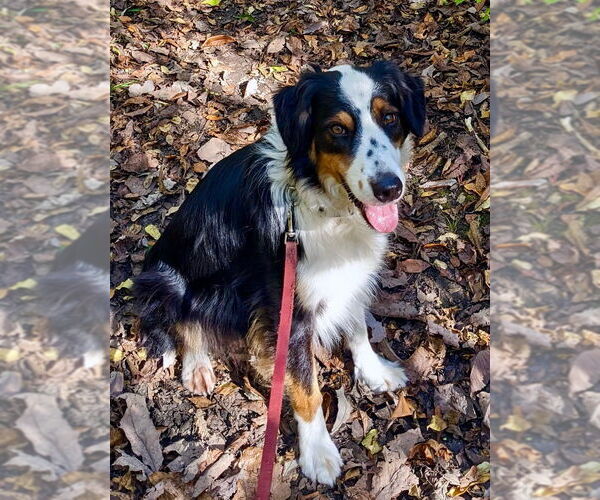 Medium Photo #2 Australian Shepherd Puppy For Sale in Cuyahoga Falls , OH, USA